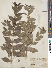 Callicarpa dichotoma image