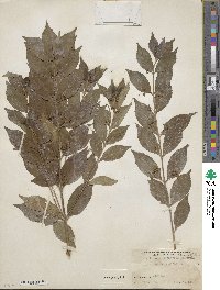 Callicarpa dichotoma image