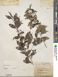 Callicarpa dichotoma image