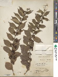 Callicarpa dichotoma image