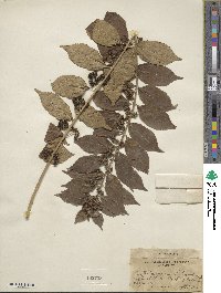 Callicarpa dichotoma image