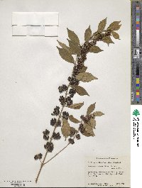 Callicarpa dichotoma image