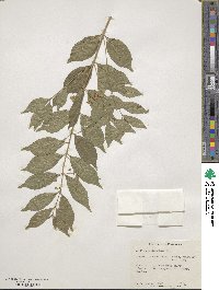 Callicarpa dichotoma image