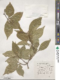 Callicarpa dichotoma image