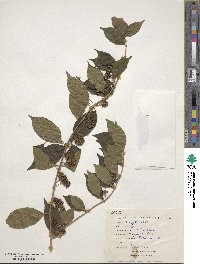 Callicarpa dichotoma image