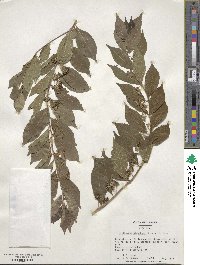 Callicarpa dichotoma image