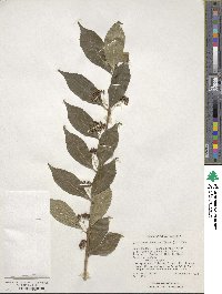 Callicarpa dichotoma image