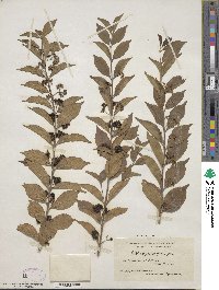 Callicarpa dichotoma image