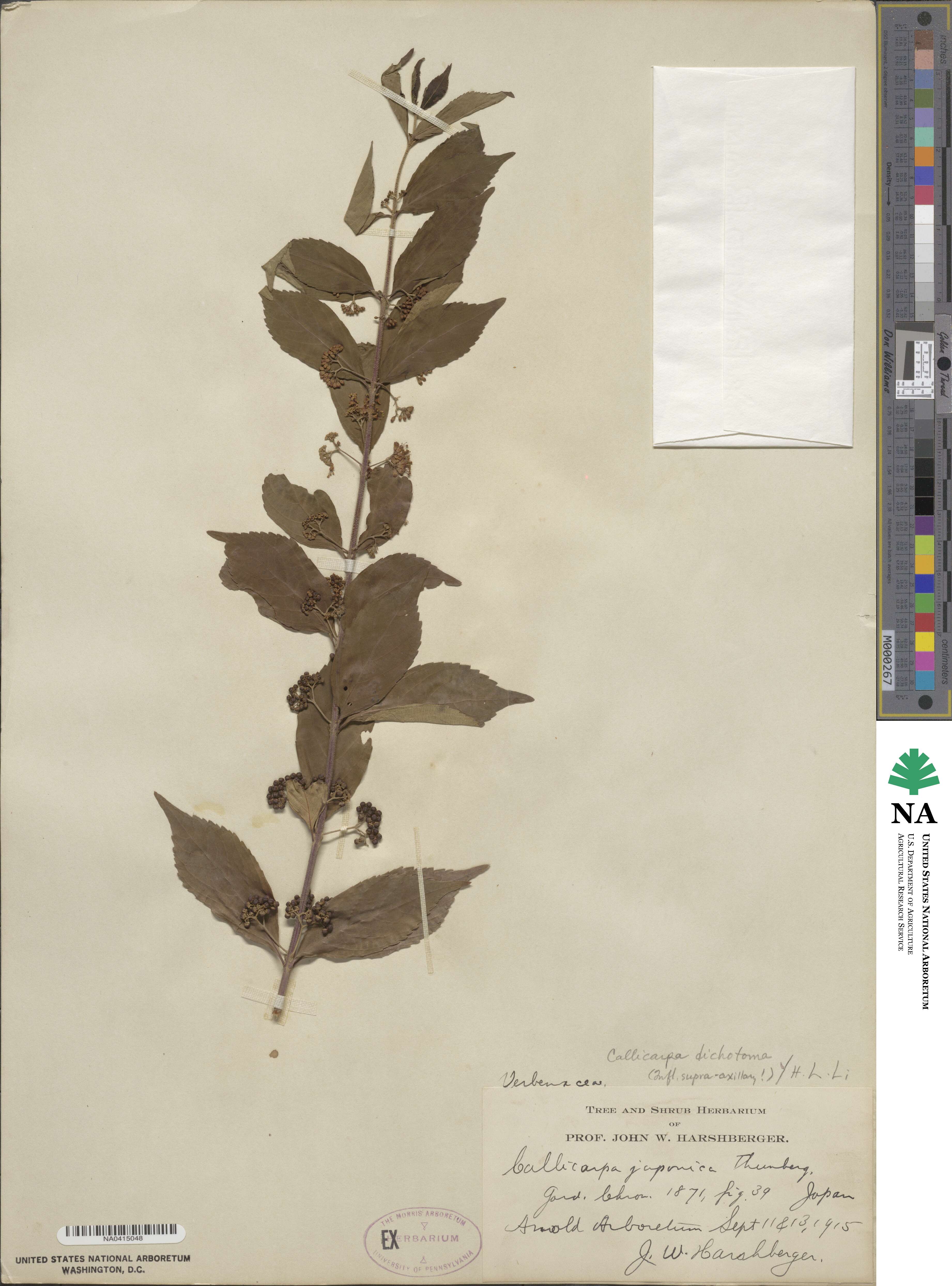 Callicarpa dichotoma image