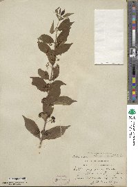 Callicarpa dichotoma image