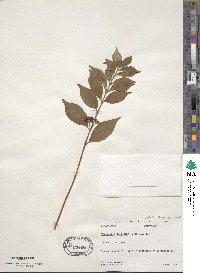 Callicarpa dichotoma image