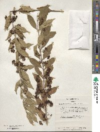 Callicarpa dichotoma image