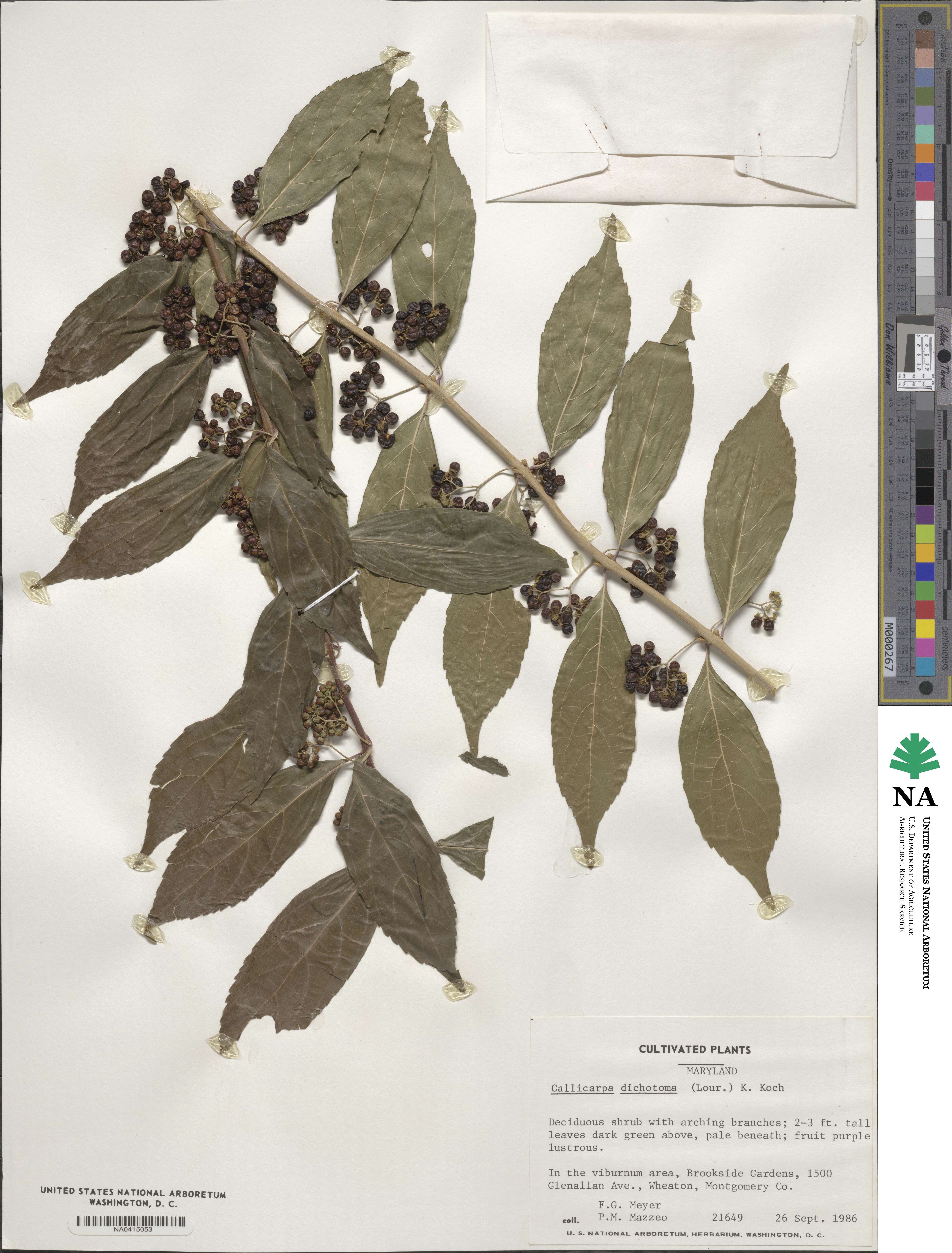 Callicarpa dichotoma image