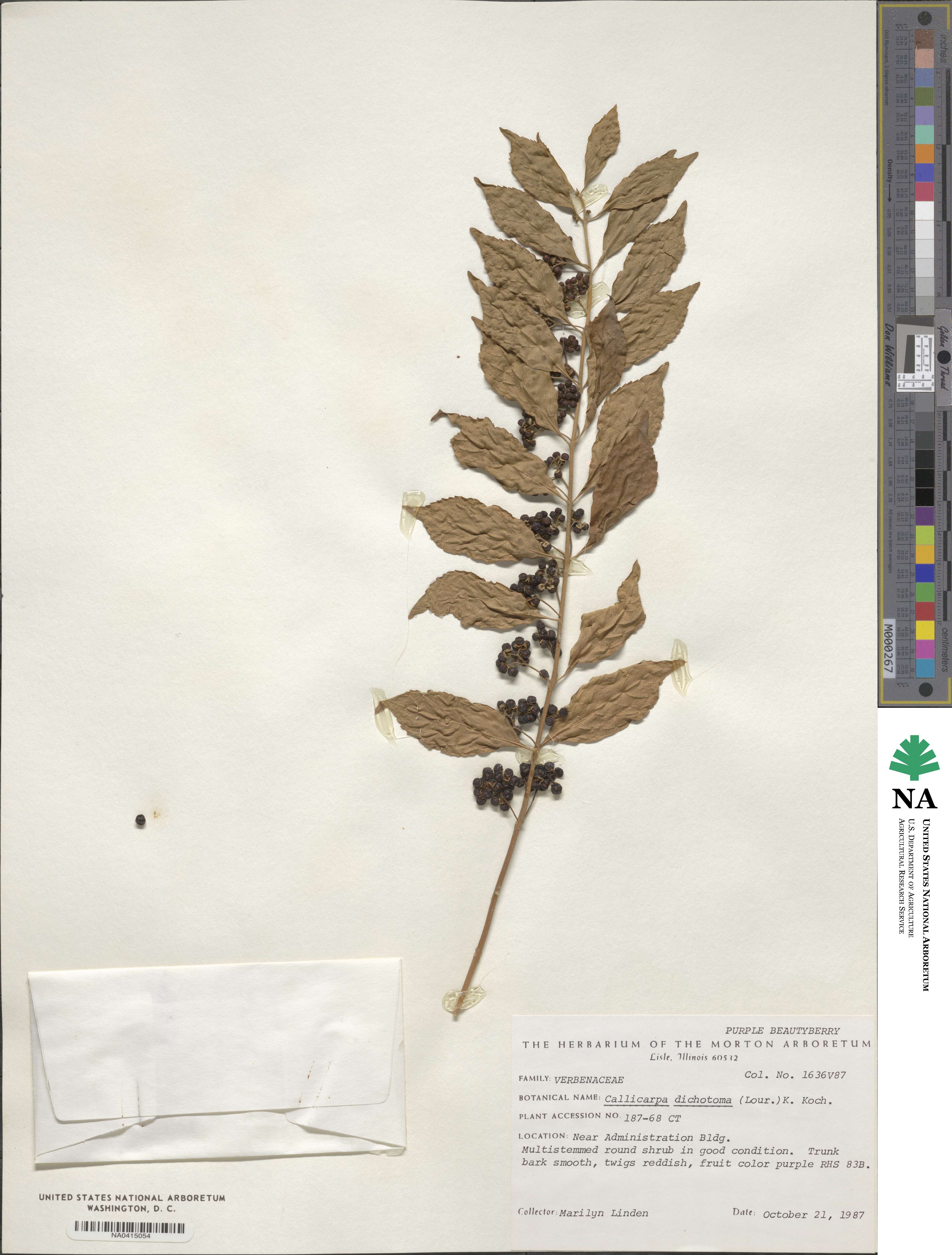 Callicarpa dichotoma image