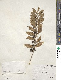 Callicarpa dichotoma image