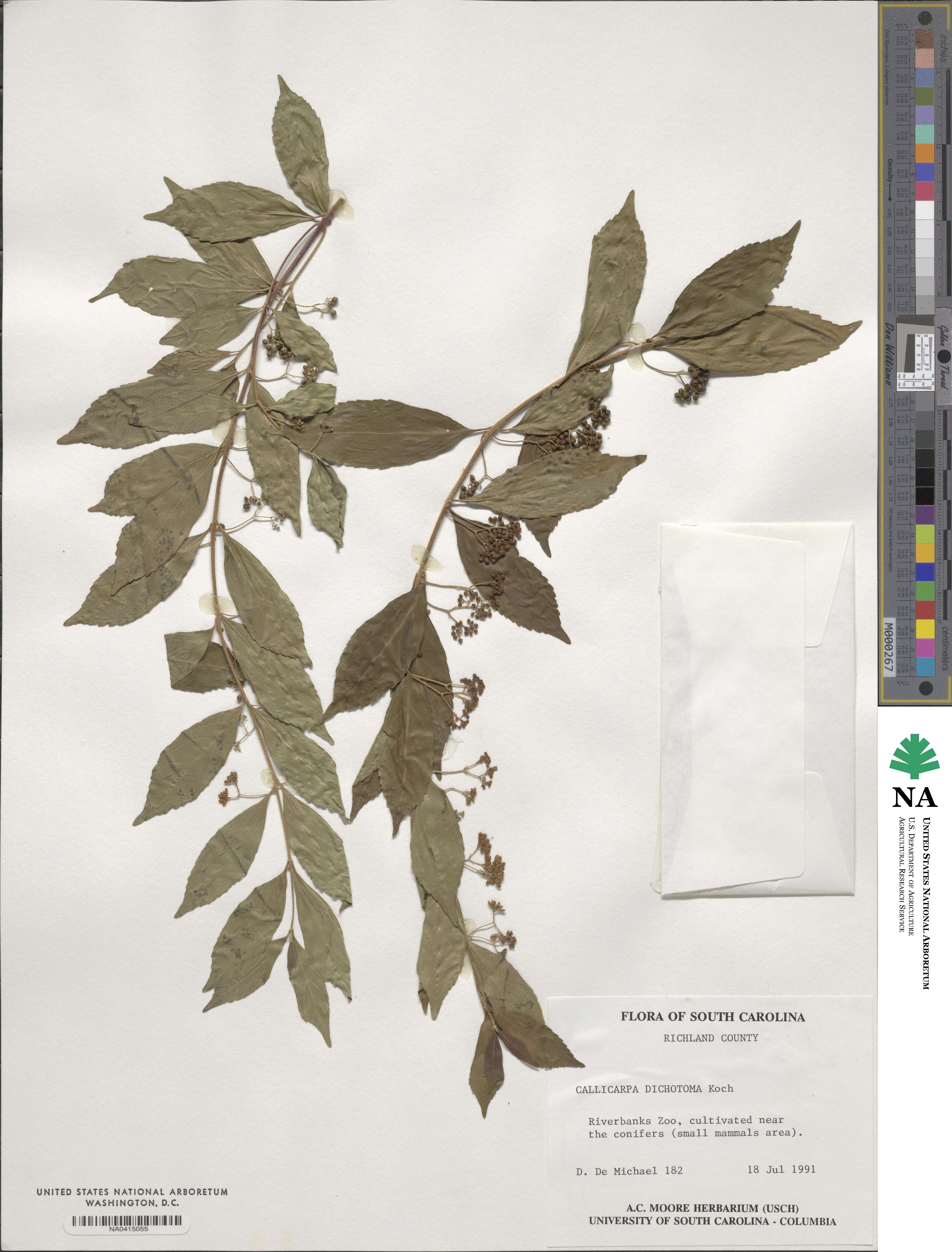 Callicarpa dichotoma image