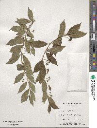 Callicarpa dichotoma image