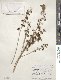 Callicarpa dichotoma image