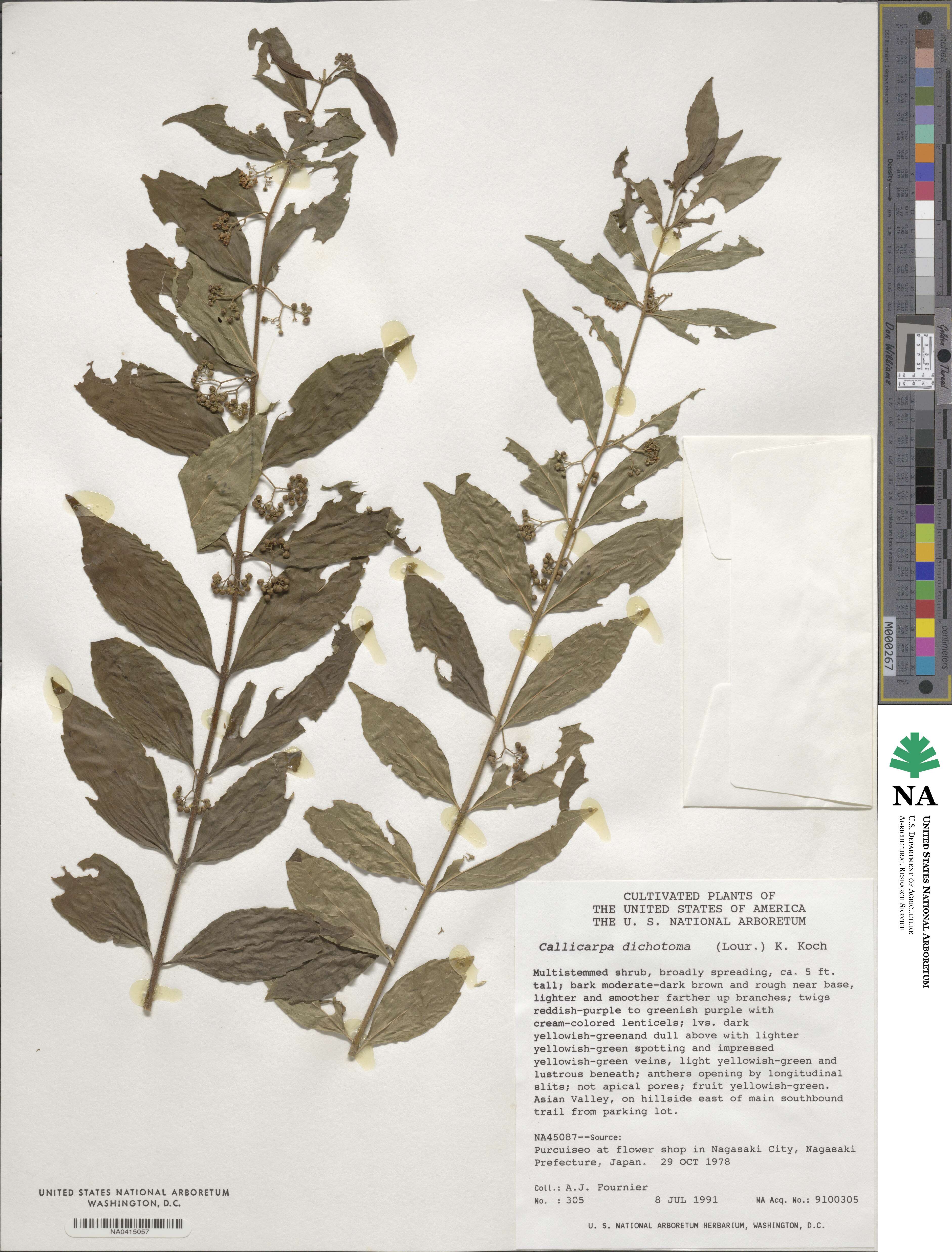 Callicarpa dichotoma image