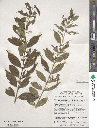 Callicarpa dichotoma image