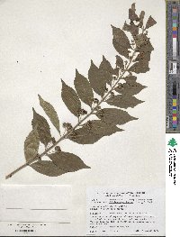 Callicarpa dichotoma image