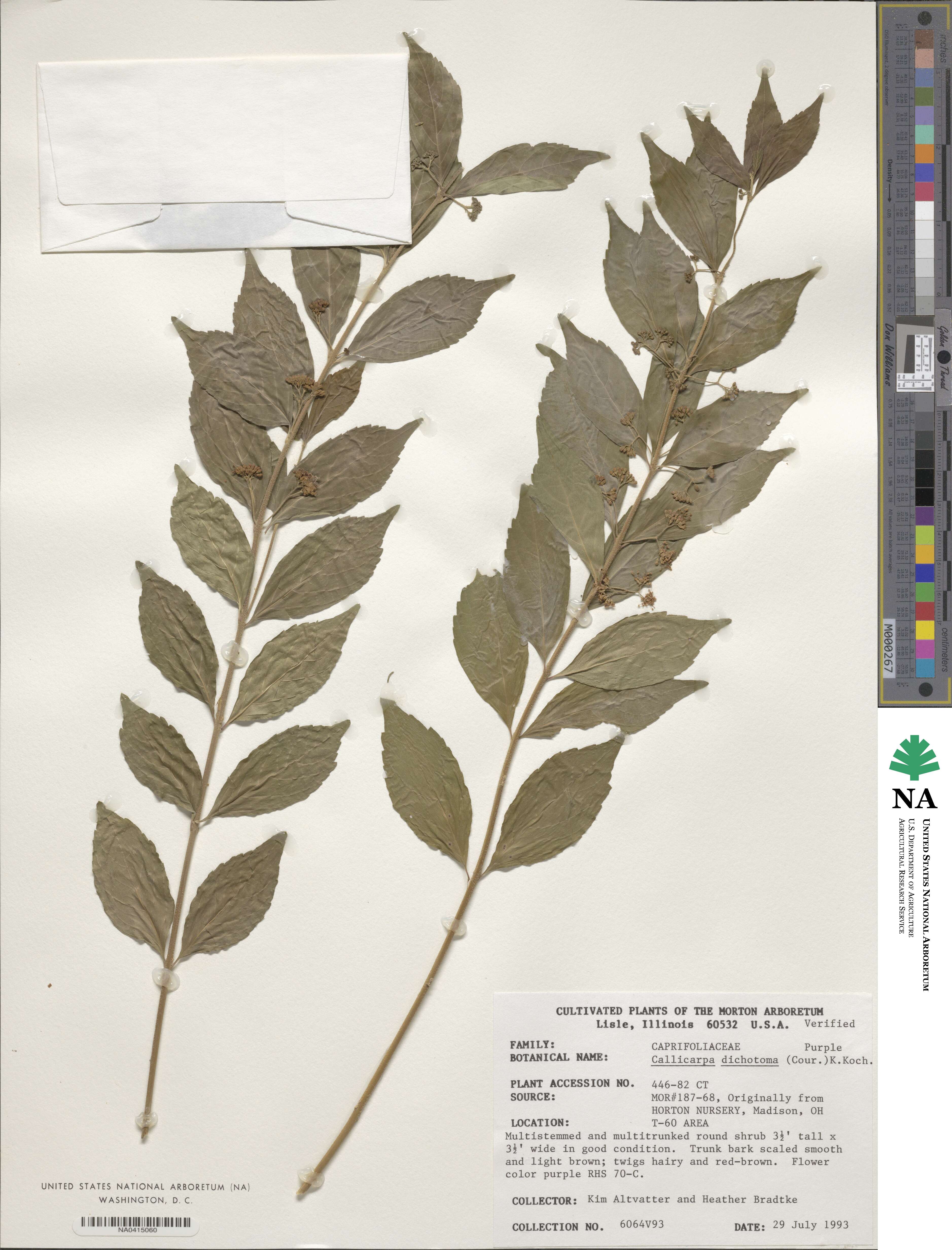 Callicarpa dichotoma image