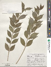 Callicarpa dichotoma image