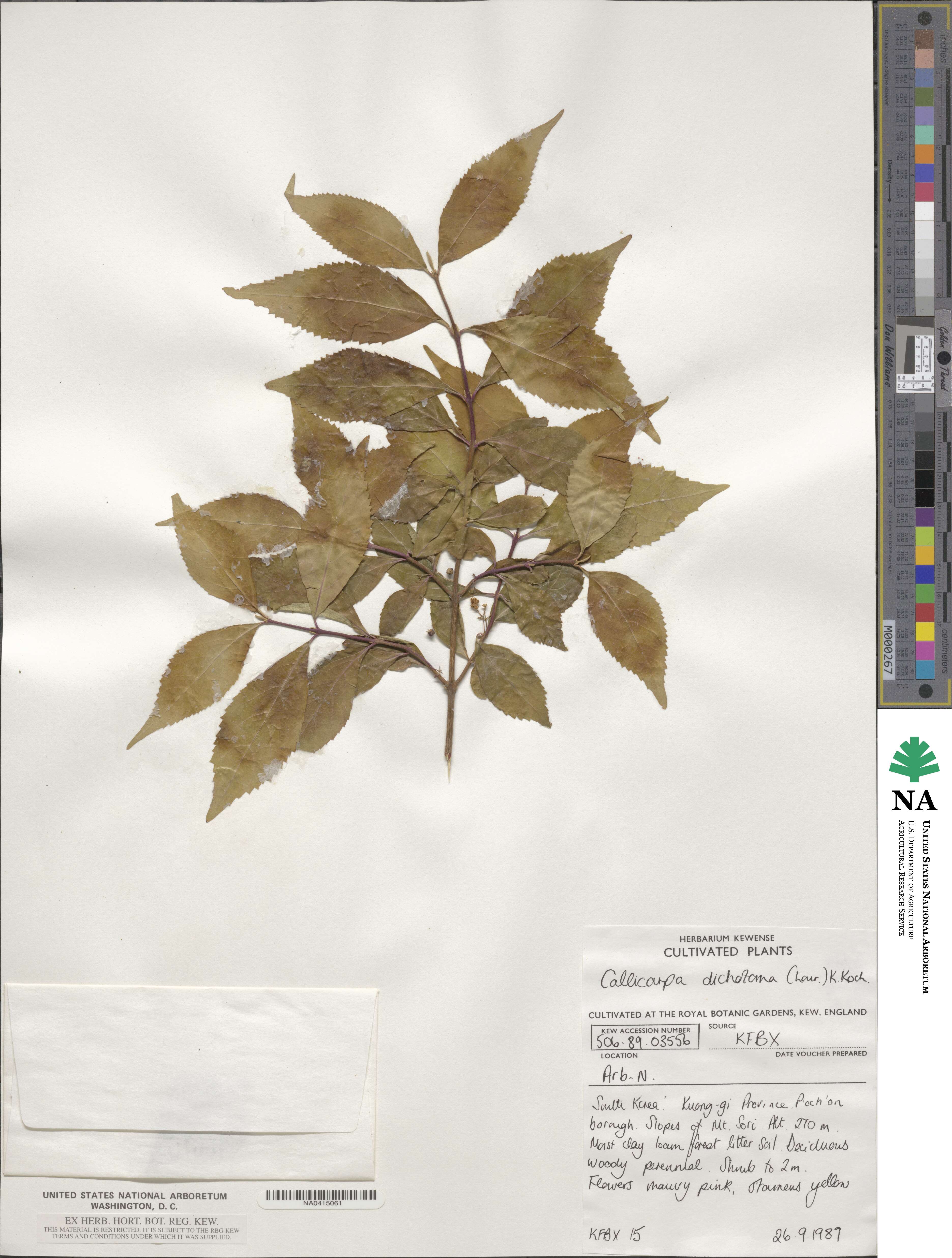 Callicarpa dichotoma image