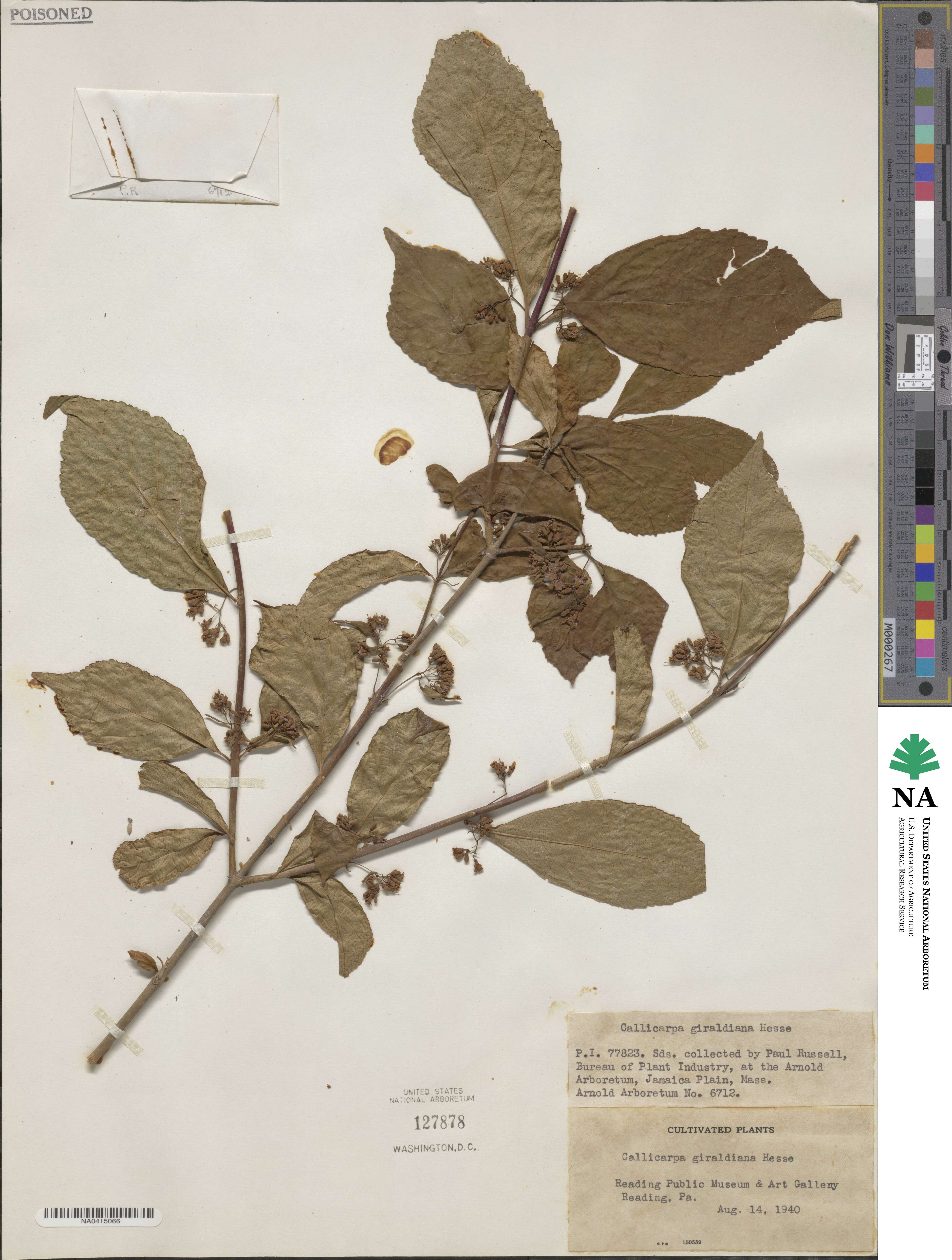 Callicarpa bodinieri var. bodinieri image