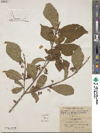 Callicarpa bodinieri image