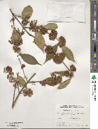 Callicarpa japonica image