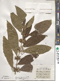 Callicarpa longifolia image