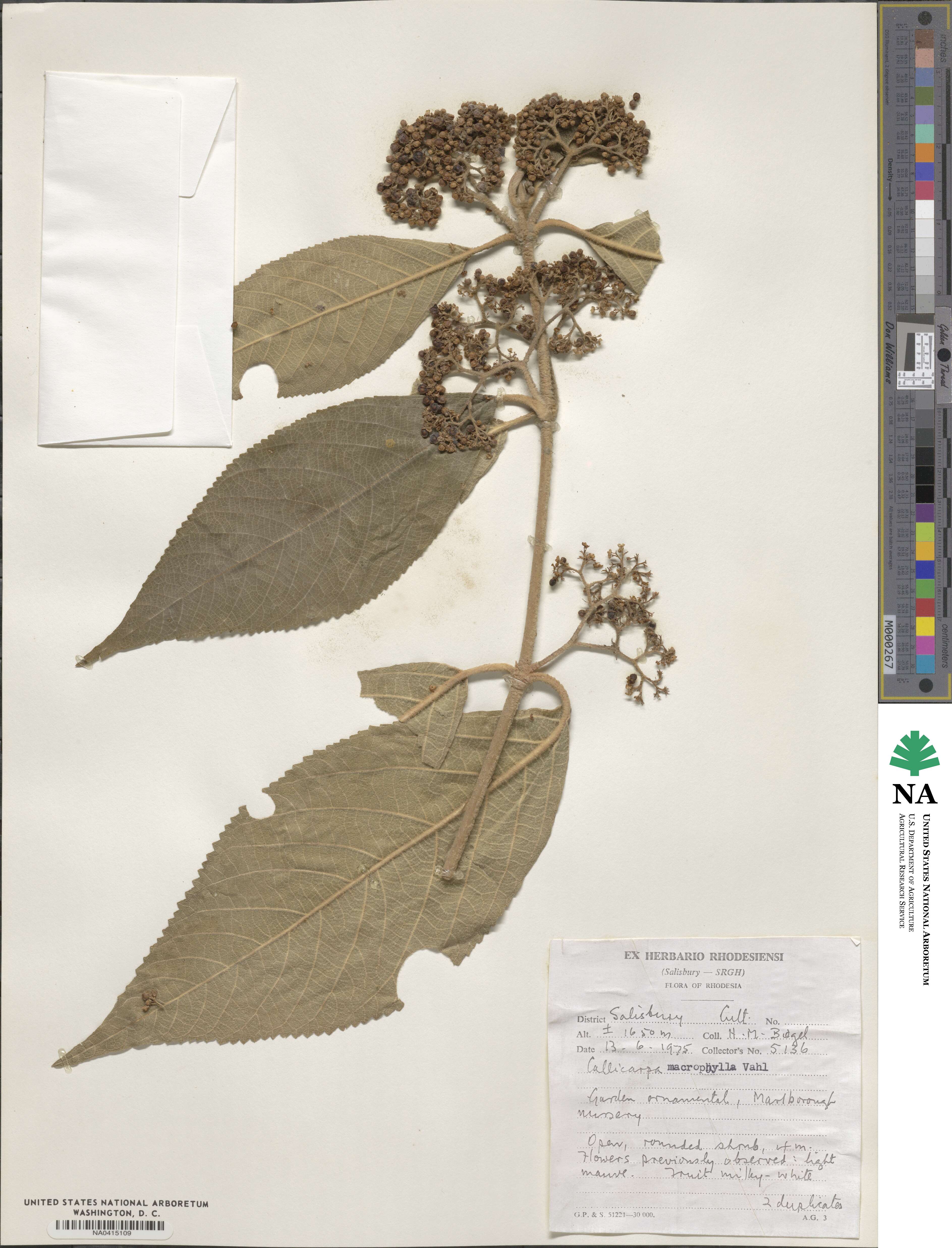 Callicarpa macrophylla image