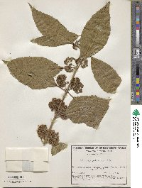 Callicarpa pedunculata image