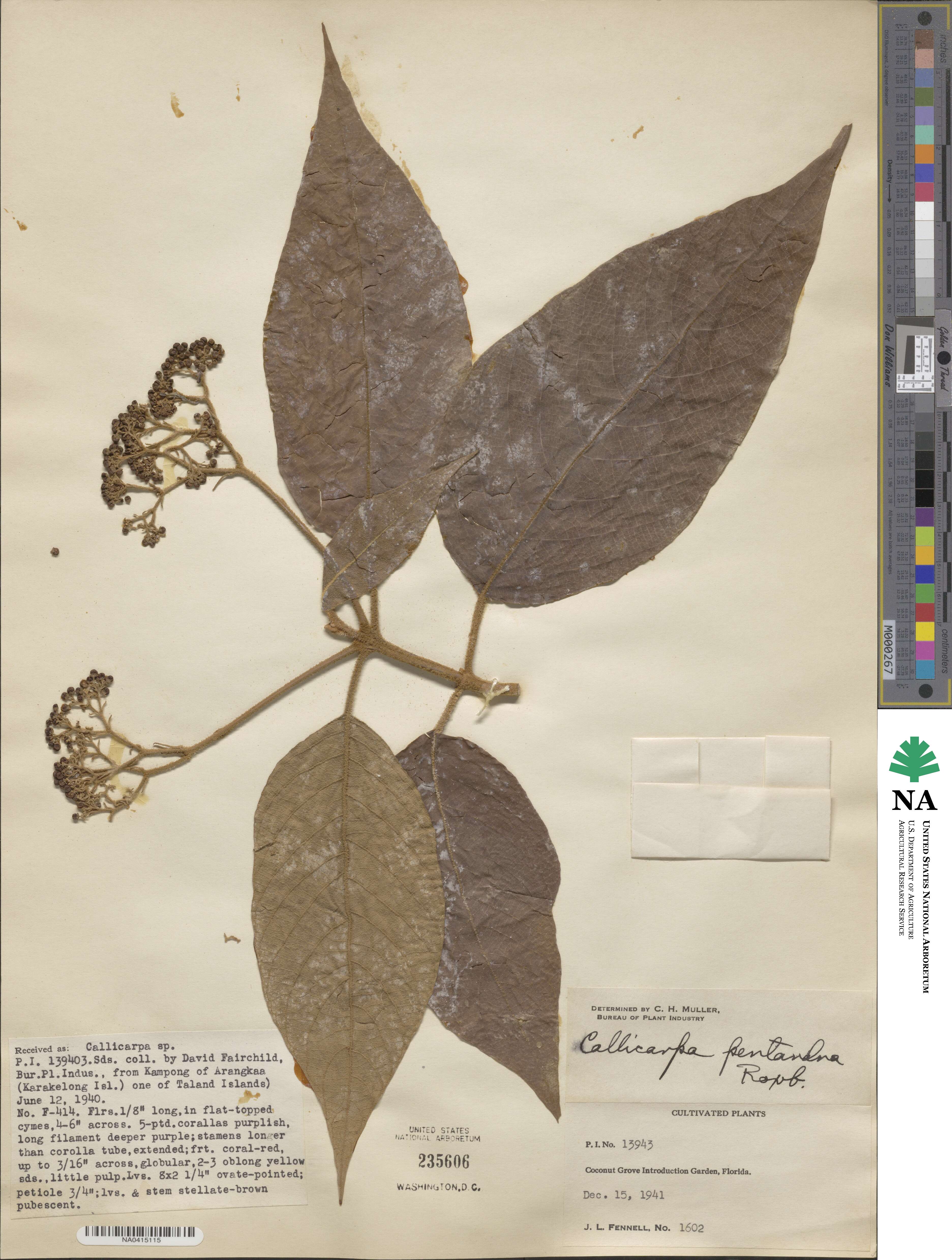 Callicarpa pentandra image