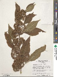 Callicarpa tosaensis image