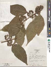 Callicarpa tosaensis image