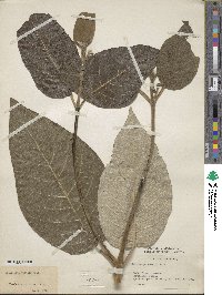 Callicarpa vestita image