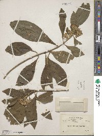 Aegiphila integrifolia image