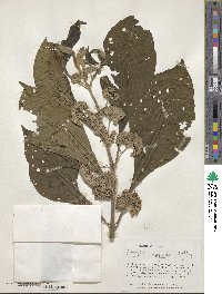 Aegiphila integrifolia image