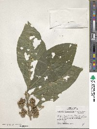 Aegiphila integrifolia image