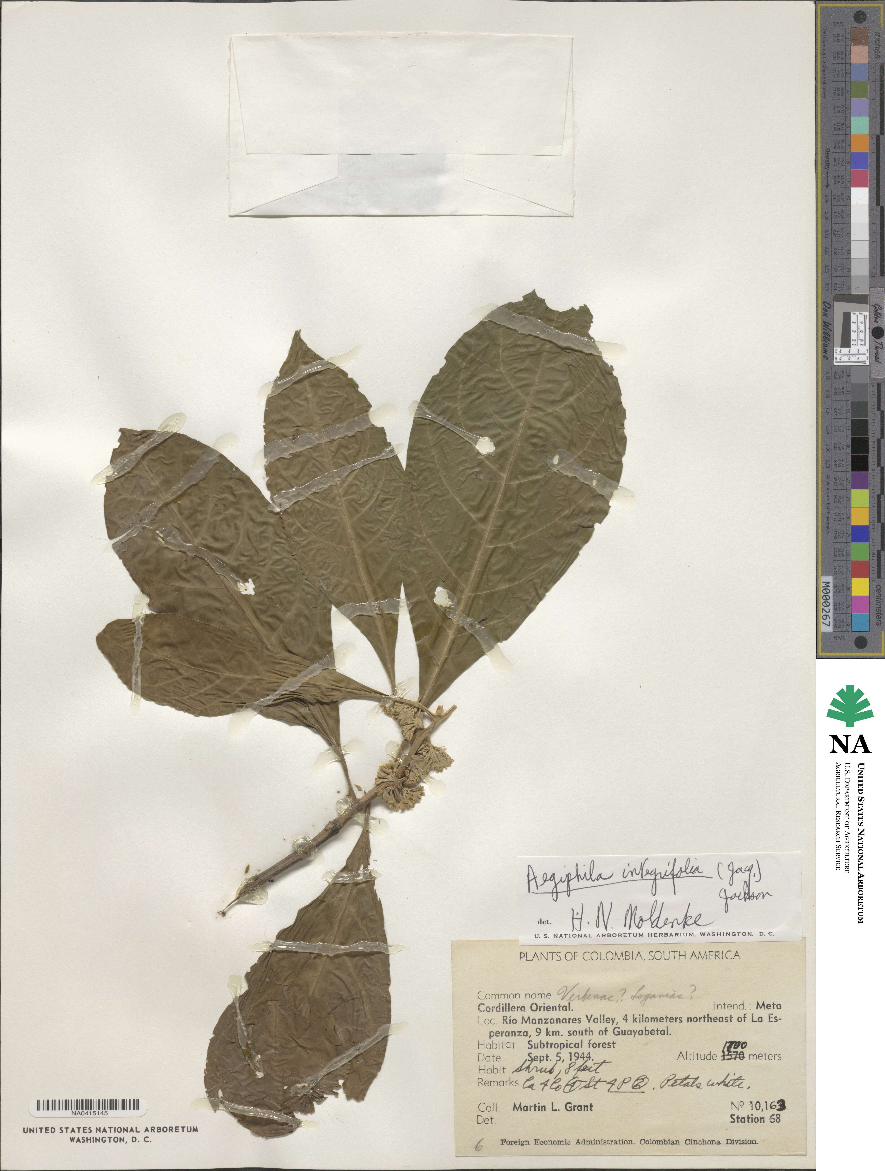 Aegiphila integrifolia image