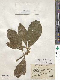 Aegiphila integrifolia image