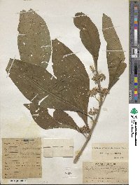 Aegiphila integrifolia image