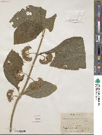 Aegiphila integrifolia image