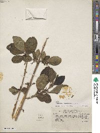 Image of Aegiphila multiflora