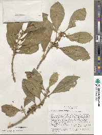 Aegiphila truncata image