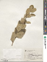 Aegiphila verticillata image