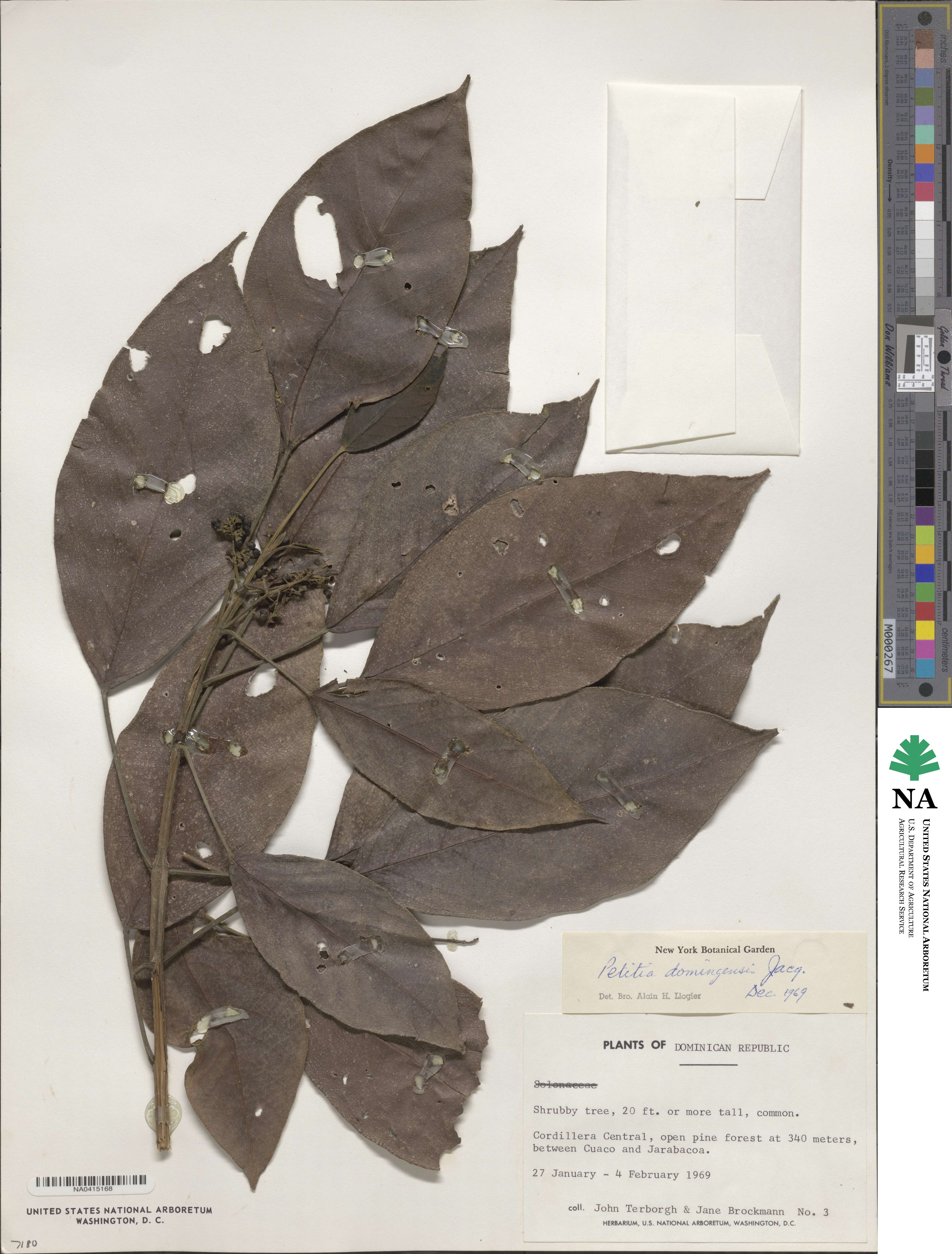 Petitia domingensis image