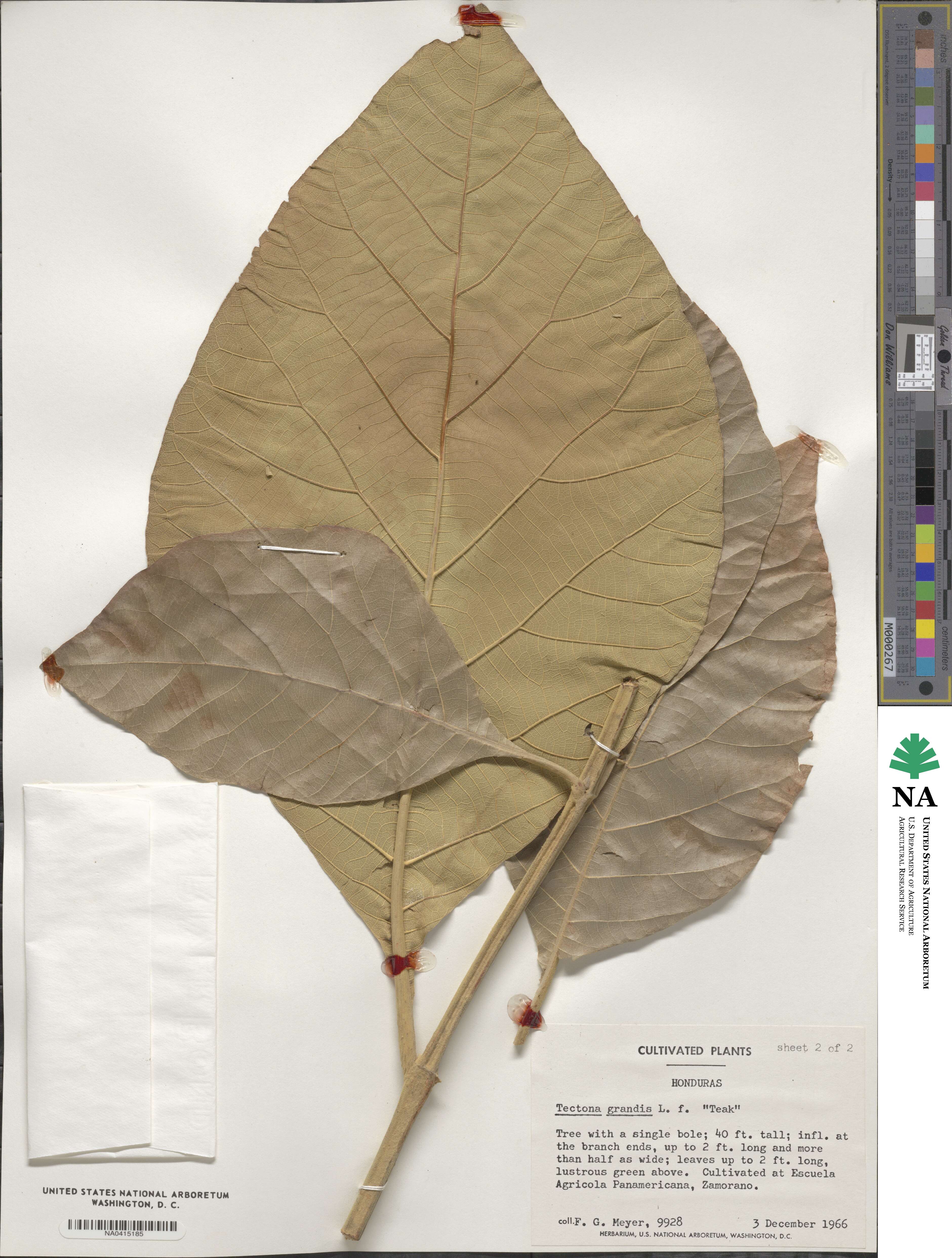 Tectona image